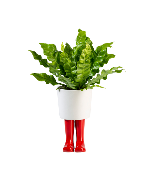 WELLINGTON BOOT PLANTER (SMALL)